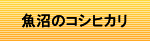 魚沼のコシヒカリ